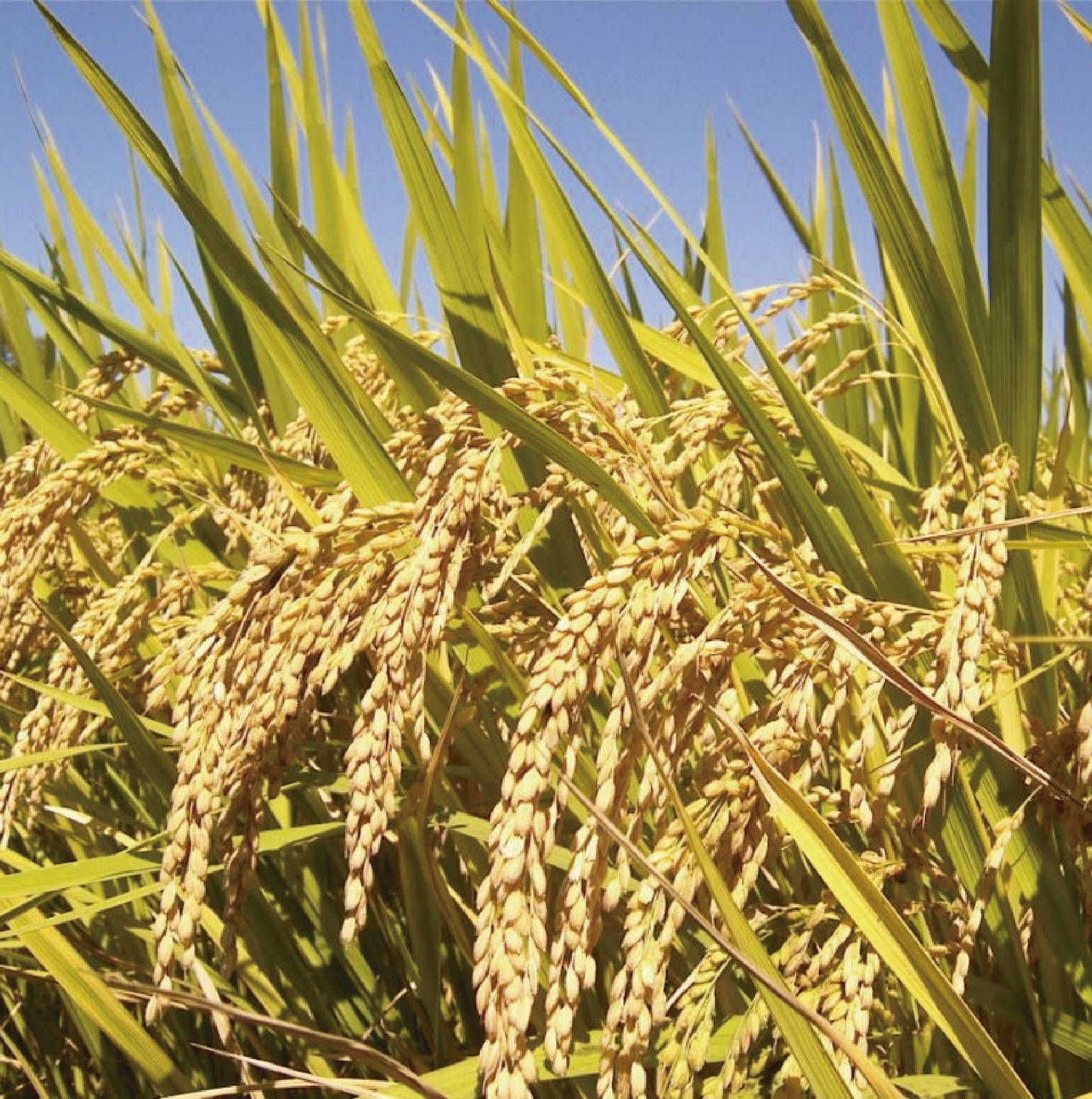 Mascarilla Facial de Arroz Holika Holika